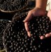 Combat Aging With Acai Berry, A Tough Free Radical Fighter!