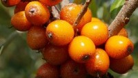 Sea Buckthorn Berries – Small Yet Full Of Skin Care Benefits