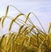 Going Gluten-Free With Your Beauty?